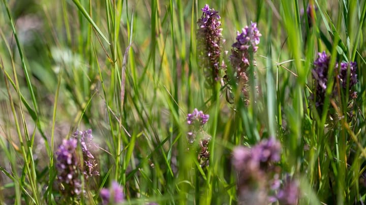 Dansk Industri: Offentlige indkøb skal komme ind i kampen for naturen  