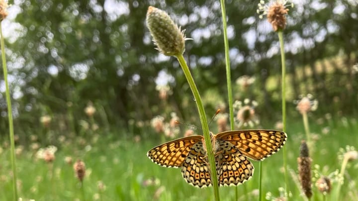 Biolog og professor til Alexander Holm: Vi skal ikke passe på biodiversiteten, fordi det kan betale sig